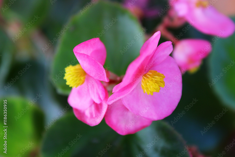 Beautiful Begonia flowers with pink petals Beautiful Begonia flowers with pink petals