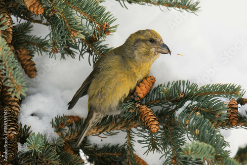 crossbill on a branch photo