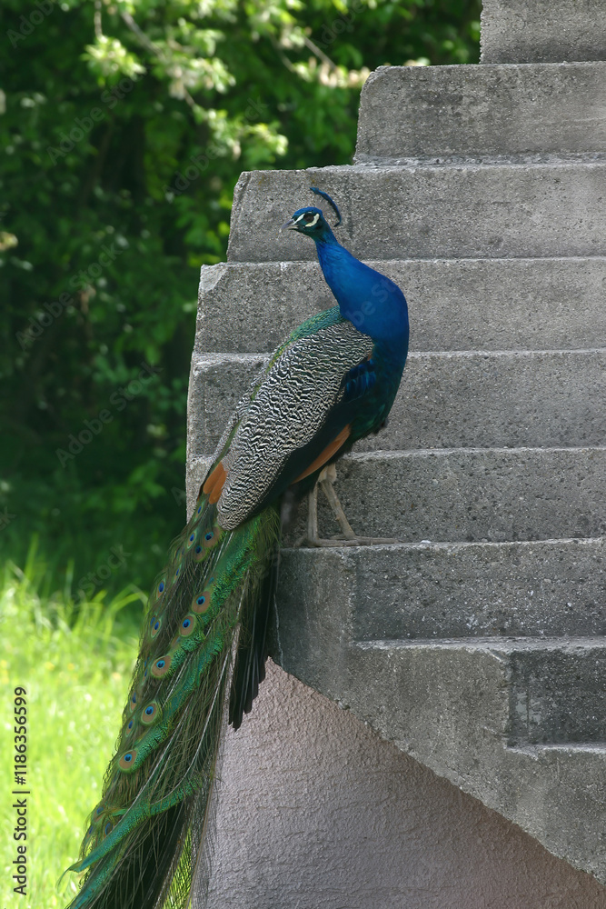 Obraz premium A peacock looks around fascinated by the beauty of his body and the colors of his neck on a farm in Pisarovinska Jamnica, Croatia