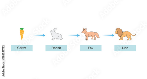 Food Chain Science Design. Vector Illustration.