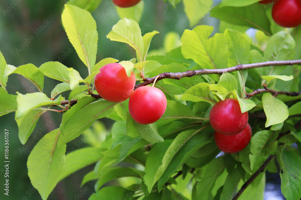 Ripe red plums surrounded by green leaves Ripe red plums surrounded by green leaves