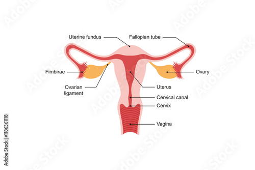 Female Reproductive System Science Design. Vector Illustration.