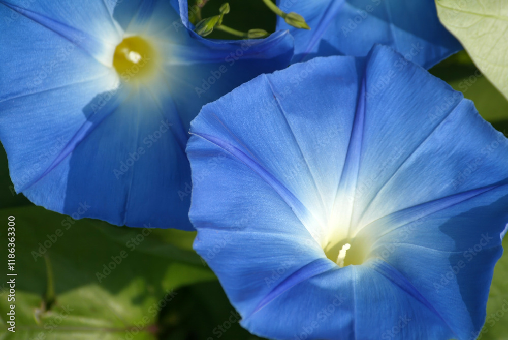 A closeup of Ipomoea purpurea, beautiful blue morning glory flowers in the Zagreb Botanical Garden, Croatia