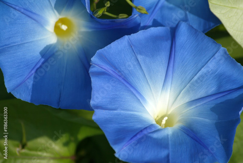 A closeup of Ipomoea purpurea, beautiful blue morning glory flowers in the Zagreb Botanical Garden, Croatia