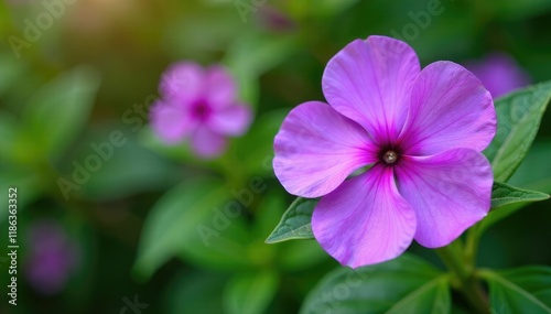 Purple flower of periwinkle lat Vinca in garden, plant, nature