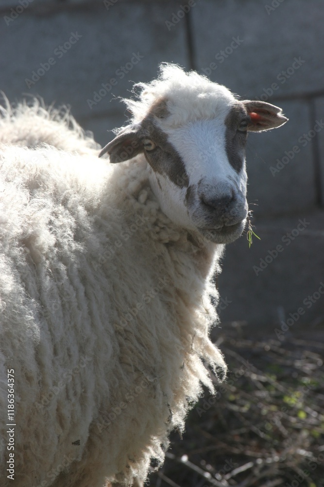 Sheep in a meadow in the village of Kolan on the island of Pag in Croatia