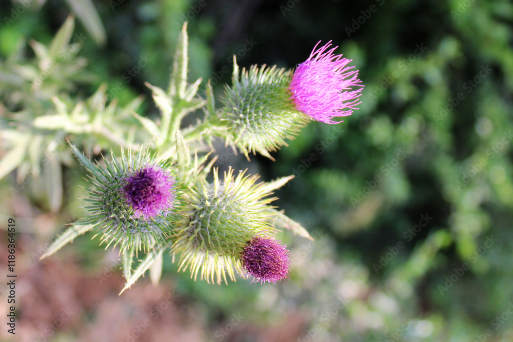 Common Thistle Plants, Cirsium vulgare Common Thistle Plants, Cirsium vulgare