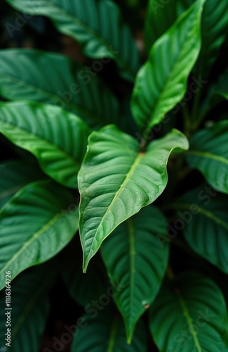 Closeup view of rich tropical leaves. Deep green foliage shows intricate patterns, textures. Botanical garden setting plant plantation. Excellent natural backdrop for eco themes. Ideal for nature