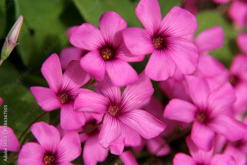 Oxalis articulata pink flowers blooming in spring in the Zagreb Botanical Garden, Croatia Oxalis articulata pink flowers blooming in spring in the Zagreb Botanical Garden, Croatia