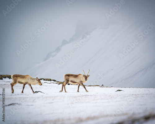 Renos en Islandia (Rangifer tarandus)