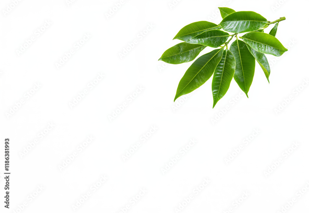 Lush Green Mango Tree Leaves Captured in Bright Daylight Without Any Fruits Visible Lush Green Mango Tree Leaves Captured in Bright Daylight Without Any Fruits Visible