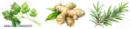 Fresh herbs collection, vibrant green leaves, culinary ingredients, natural flavor enhancers, watercolor illustration.