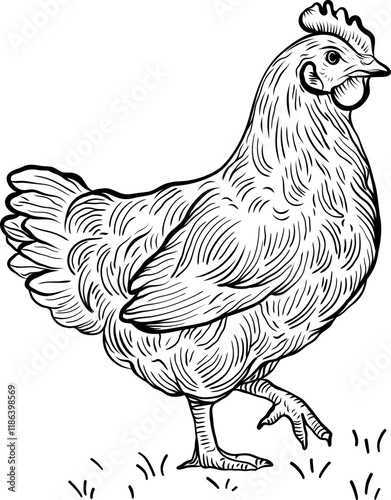 Chicken. Hen, sketch. Vintage retro print. Sketch artwork silhouette chicken. Vector illustration. 
