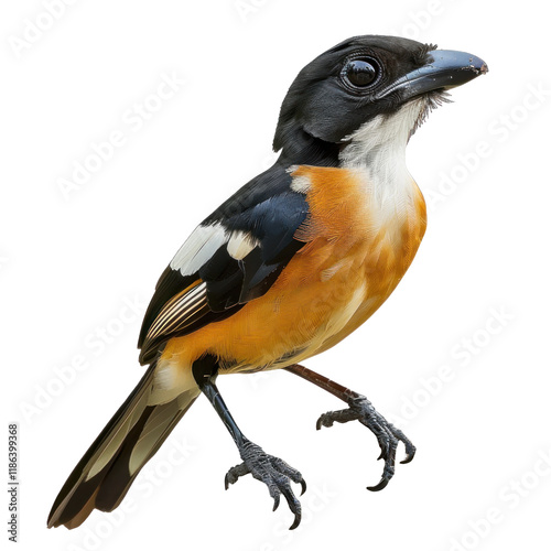 Stunning Bushshrike Isolated on Clean transparent background in Photorealistic Detail photo