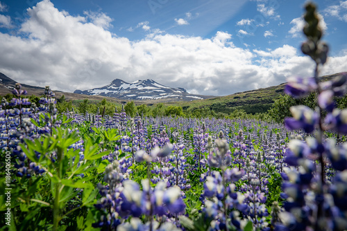 flower field in the mountains