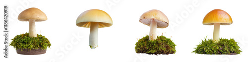 Assorted Edible and Non Edible Mushrooms Growing in a Mossy Forest Environment  The Fungi are Part of the Delicate Ecosystem Decomposing Organic Matter and Recycling Nutrients Back into the Soil photo