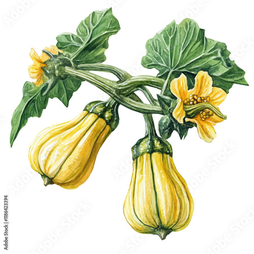 A watercolor painting of an Acorn Squash Blossom, isolated on a white background. Acorn Squash Blossom vector.
