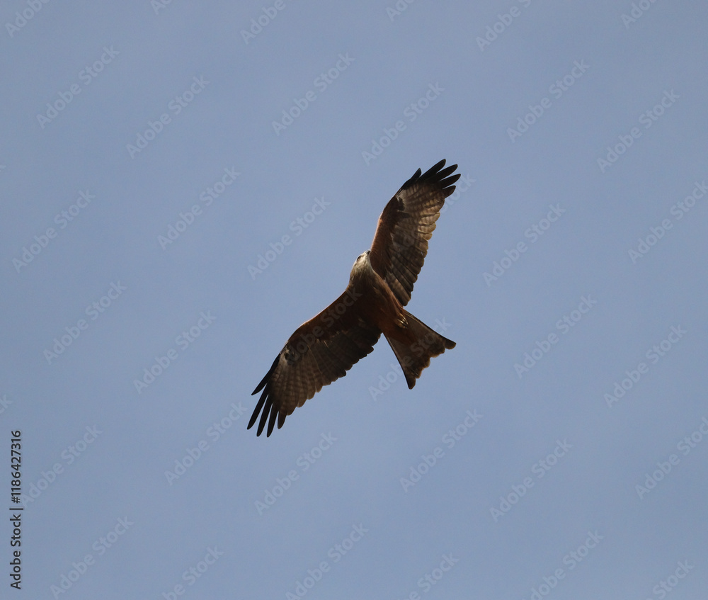 Fototapeta premium black kite bird in flight