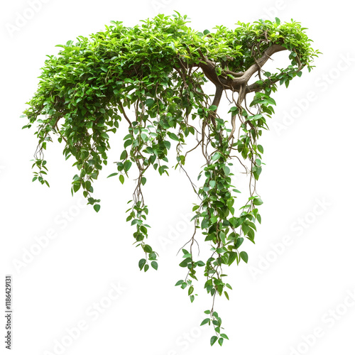 jungle vines isolated on transparent background