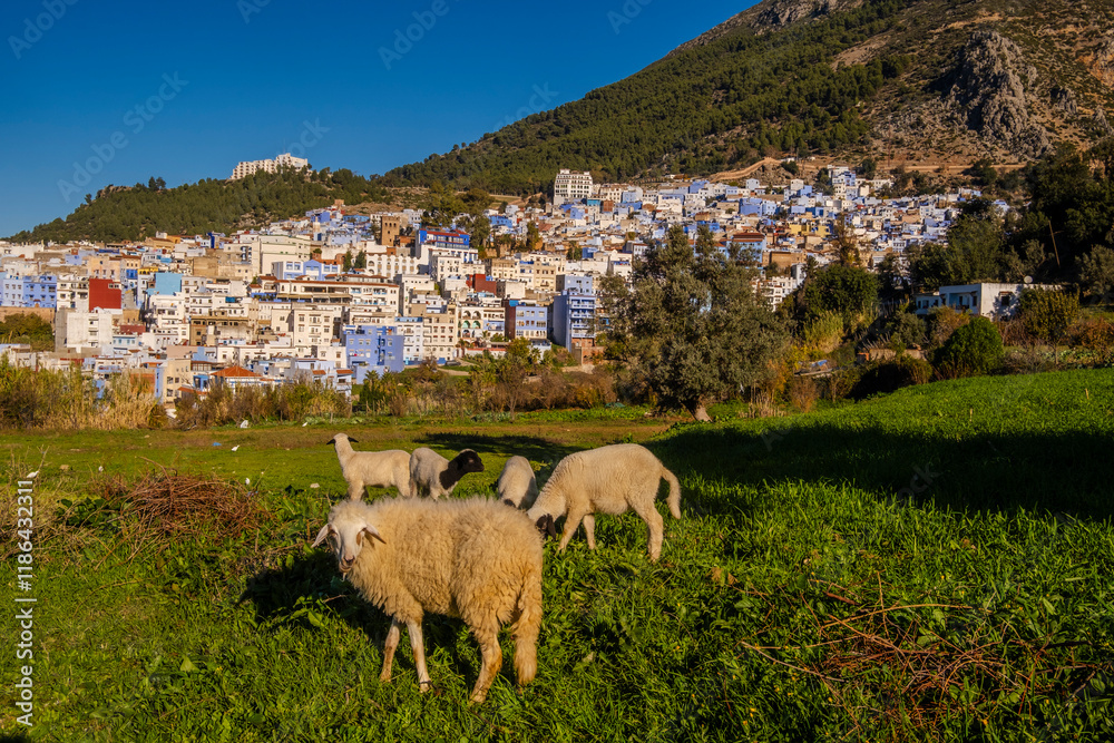 Sheep in Chefchaouen, Morocco, North Africa Sheep in Chefchaouen, Morocco, North Africa