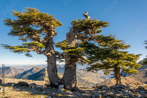 Beautiful tree in Jebel Khmes, Morocco - The Highest peak in Talassemtane National Park photo