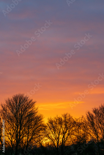 Spectacular winter sunrise erupts in brilliant orange and purple hues over the rural Essex landscape. Tree silhouettes frame the dawn horizon in the stunning British countryside scene