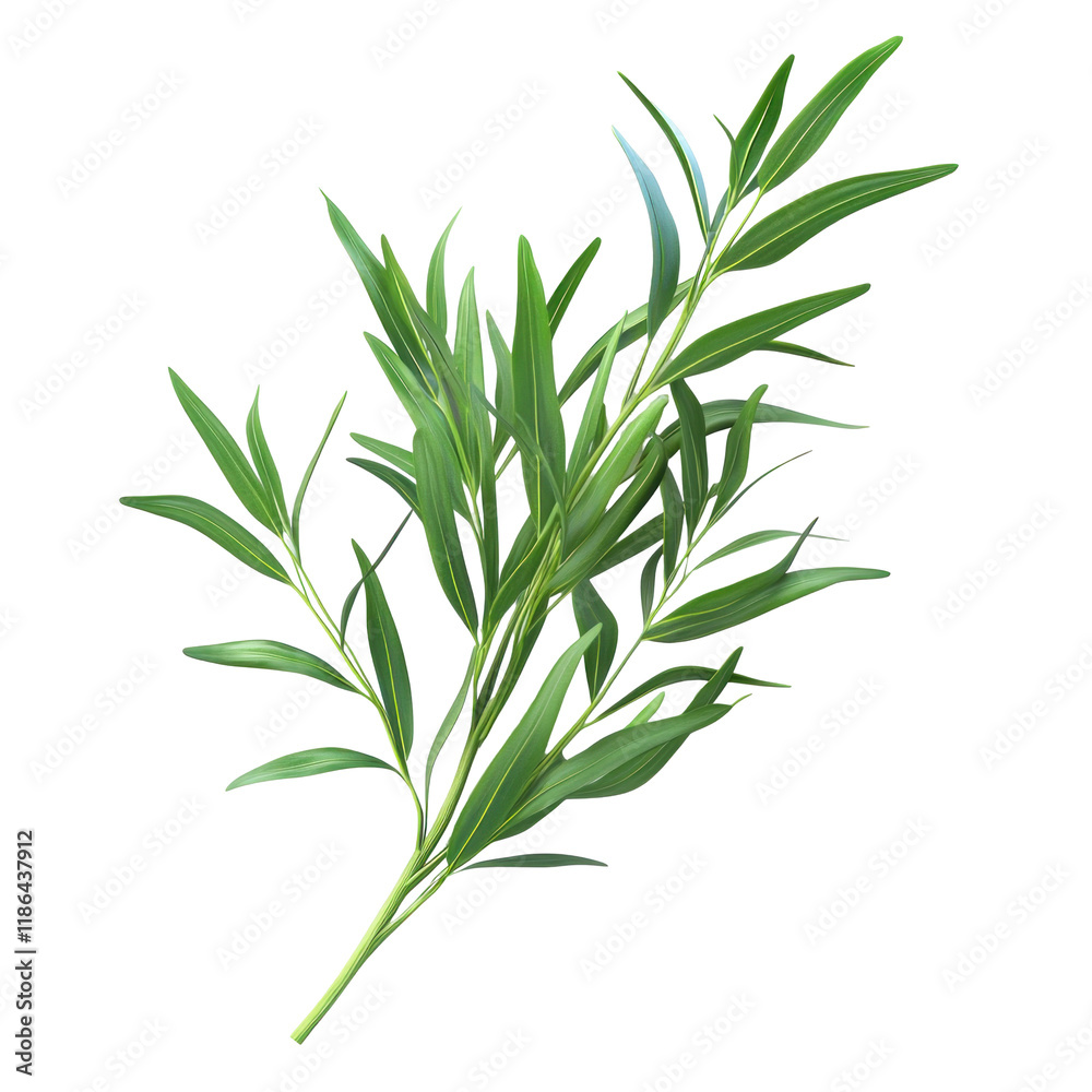 Fototapeta premium Fresh Tarragon Herb Isolated on Clean transparent background for Culinary and Gardening Uses