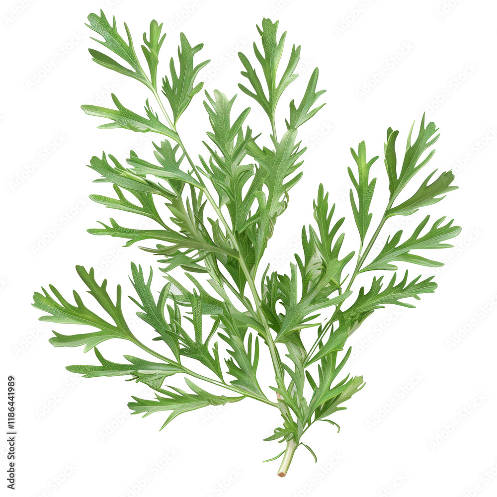 Fototapeta premium Detailed View of Fresh Wormwood Leaves on Isolated Clean transparent background for Botanical Illustrations