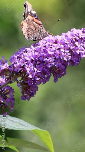 butterfly admiral Vanessa atalanta on lilac flower, vertical video
