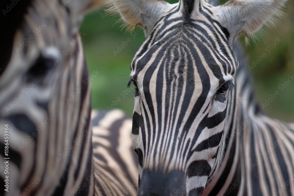 Naklejka premium Stripes of the Savannah: A Close Encounter with Zebras