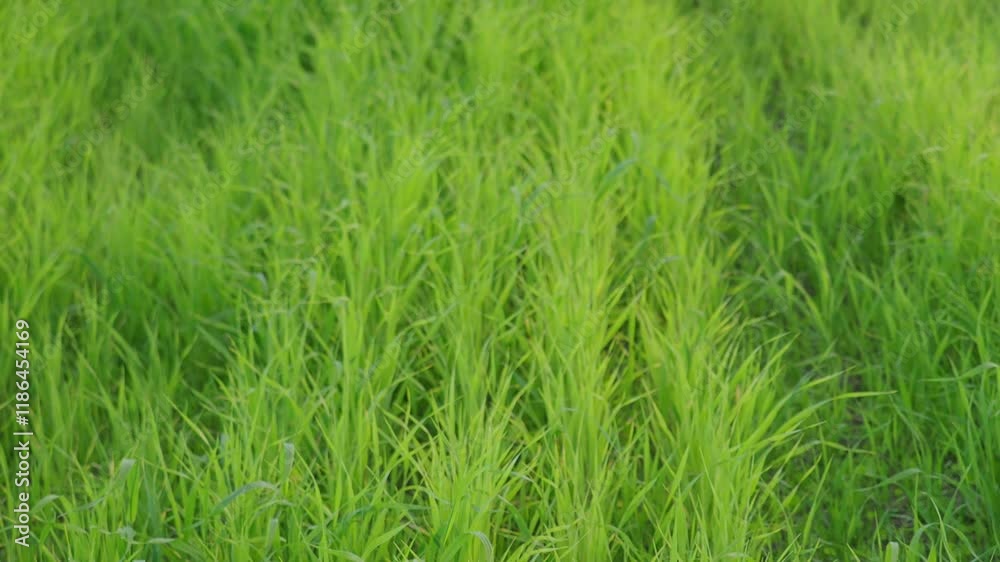 Fly Insects rainy Slowly move green young fresh field with neat, under a bright, sunny sky, green rows stretching into the horizon. Farming young grass Alps field for cows Fly Insects rainy Slowly move green young fresh field with neat, under a bright, sunny sky, green rows stretching into the horizon. Farming young grass Alps field for cows