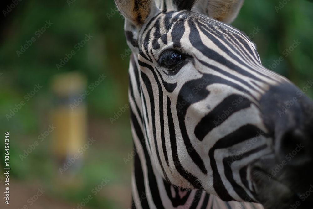 Naklejka premium Close-up Portrait of a Zebra's Face