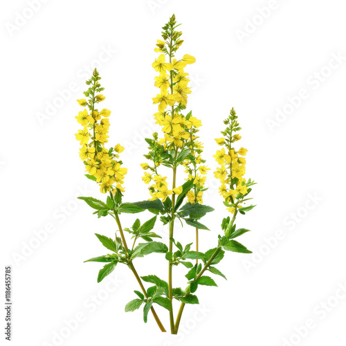Bright Yellow Agrimony Flower Isolated on Clean transparent background in Photorealistic Detail