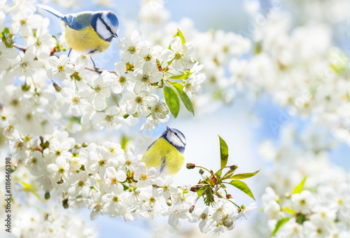 Little birds perching on branch with white flowers of blossom cherry tree. Blue tit. Parus caeruleus photo