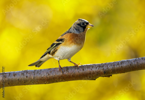 Little bird perching on branch of tree. Brambling, fringilla montifringilla photo