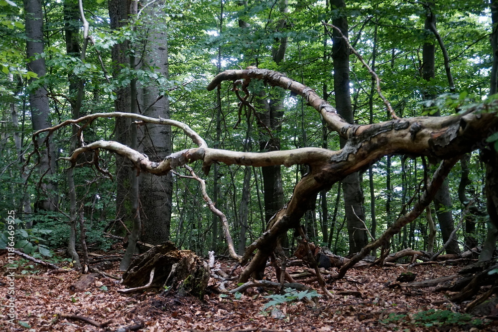 Withered tree laying on a ground Withered tree laying on a ground