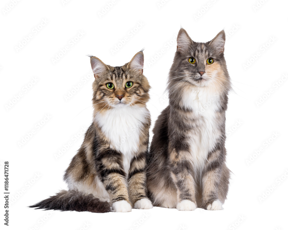 Sweet black tabby blotched Norwegian Forestcat kitten and adult blue tortie, sitting up side by side. Looking towards camera with mesmerising green eyes. Isolated cutout on a transparent background. Sweet black tabby blotched Norwegian Forestcat kitten and adult blue tortie, sitting up side by side. Looking towards camera with mesmerising green eyes. Isolated cutout on a transparent background.