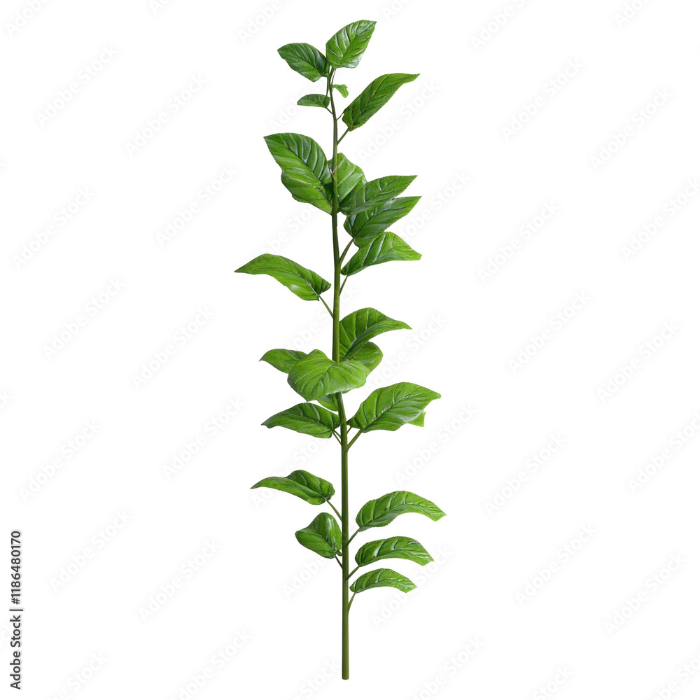 Photorealistic Isolated Mint Plant on Clean transparent background for Creative Projects and Solutions Photorealistic Isolated Mint Plant on Clean transparent background for Creative Projects and Solutions