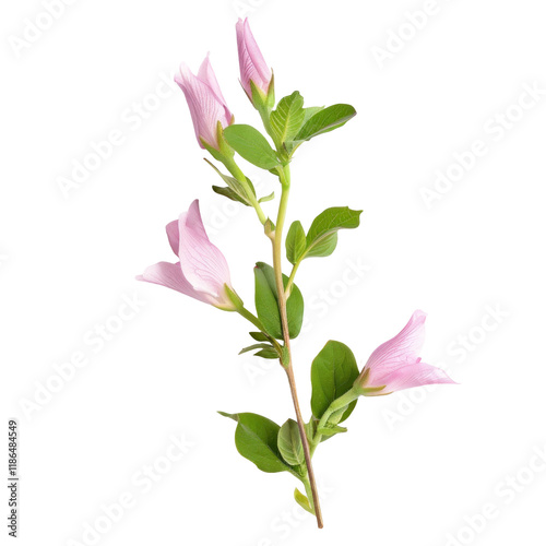 Isolated Restharrow Plant on Clean transparent background in Photorealistic Style for Artistic or Scientific Use photo