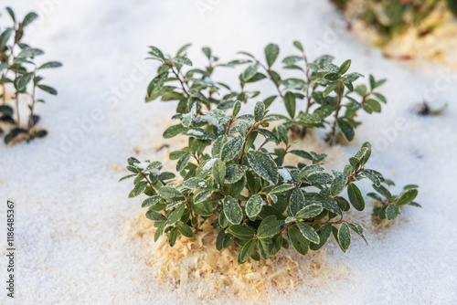 Vaccinium vitis idaea in the garden with berries under the snow photo