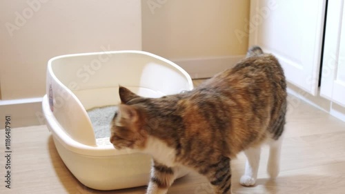 tricolor domestic cat sniffs a litter tray. homeless cat is being trained to use a litter box in an apartment. photo