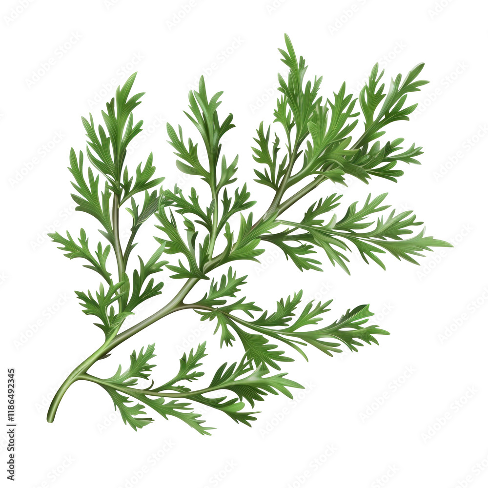 Fototapeta premium Isolated Wormwood Leaf on Clean transparent background for Botanical or Herbal.