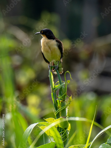 A mockingbird (Donacobius atricapilla) near the town of Tefè. photo