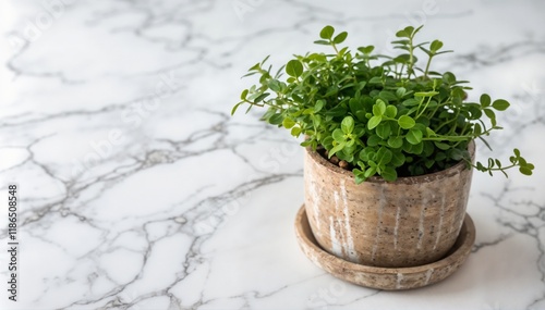 Green plant in a rustic pot on marble