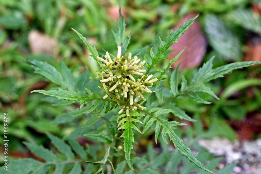 Tropical weed flowers (Erechtites valerianifolius) in Teresopolis, Rio de Janeiro, Brazil
