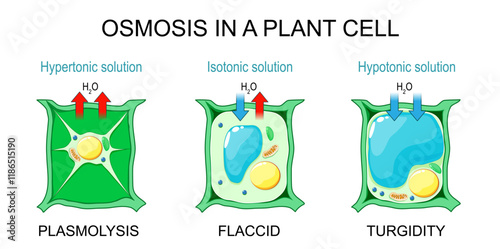 Osmosis in a plant cell