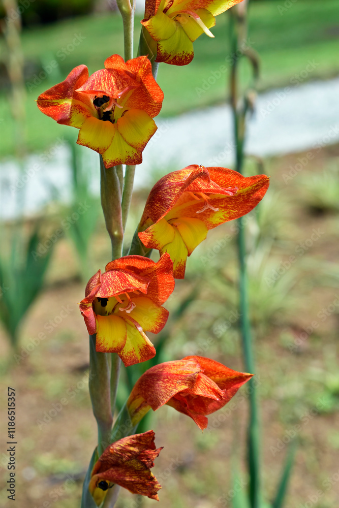 Orange flowers (Gladiolus dalenii) on tropical garden