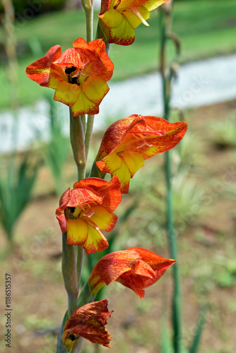 Obraz na płótnie Orange flowers (Gladiolus dalenii) on tropical garden w salonie
