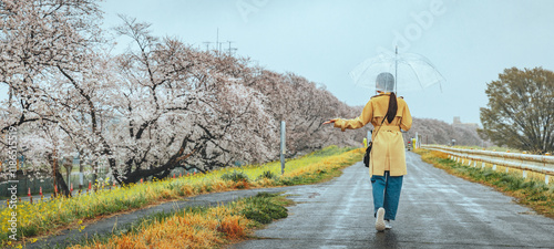 Traveler asian woman with umbrella travel in sakura cherry blossom tree and rapeseed flower with rain in kumagaya Saitama Japan