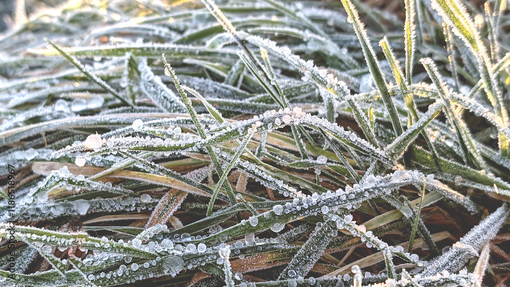 Early morning rime on the grass, closeup of frosty field Early morning rime on the grass, closeup of frosty field